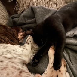 Regulars at our garden treatment room, buddies having a little nap together !